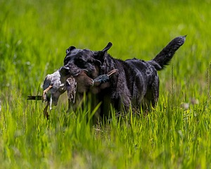 Ruger Bodine