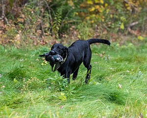 Watson