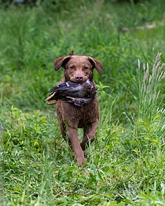 Hunter Law