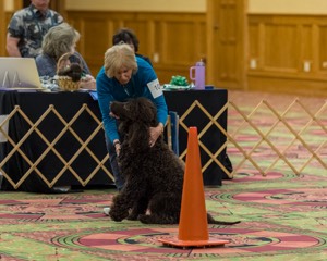 101 - GCH CASTLEHILL'S RAMBLIN' RAFAEL O'CRISPIN BN RA CGCA TKI (Raffi)