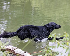 Ziva Millikin