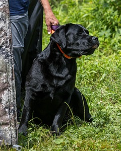 Levi Wolf