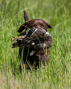 20170604-SEAL-1022.jpg