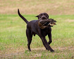 Tucker