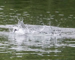 Boaty Bellicose