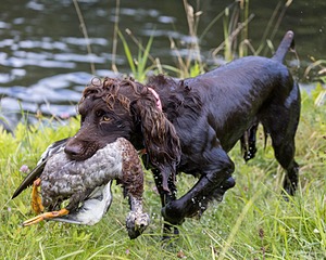 Tucker Will