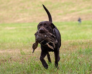 Tucker