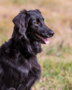 Maude