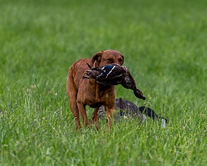 20170603-SHRL-0941.jpg