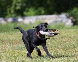 20130601-SHRL-0433.jpg