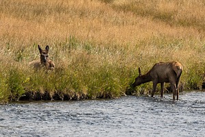 Yellowstone National Park
