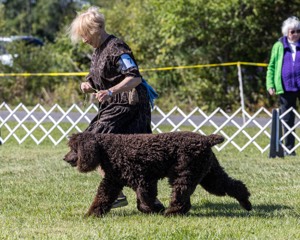 07 - GCH CH CASTLEHILL'S RAMBLIN' RAFAEL O'CRISPIN BN (Rafi)