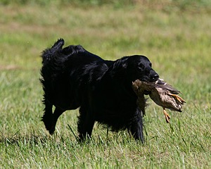 Bode Markle