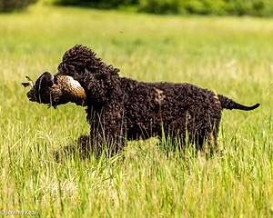 Ghillie