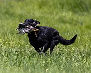 Cane Robichaud
