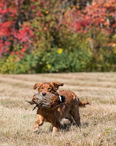 Chase