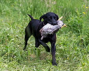 20170603-SHRW-2026.jpg