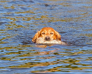 Canoe Lantiegne