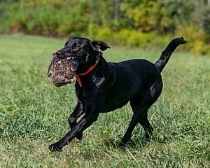 Brutus Culbertson