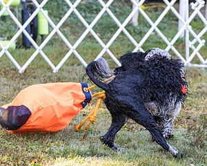 "Bindi" and Kris