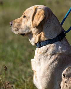 Gypsybog's Stilton Meer "Tillie"