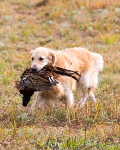Ghillie