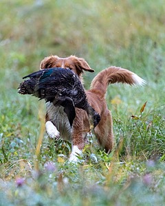 Merlot Quackenbush