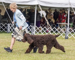 07 - GCH CH CASTLEHILL'S RAMBLIN' RAFAEL O'CRISPIN BN (Rafi)