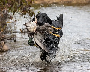 Gotcha