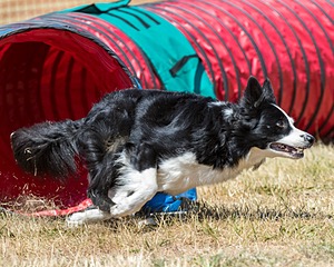20160619-CCKC-0663.jpg