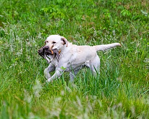 Goose