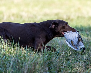 Gracie Gilbert
