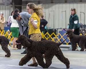 16 - GCH EPIK'S IN OMNIA PARATUS CGC ATT BCAT (Myna)