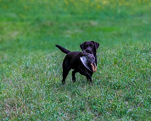 Katlee