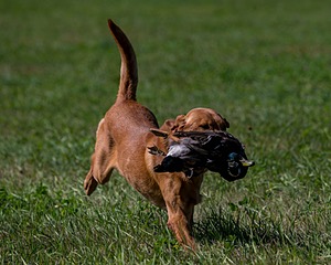 Chase