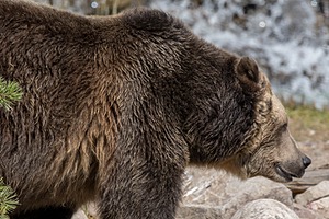 Grizzly & Wolf Discovery Center, West Yellowstone