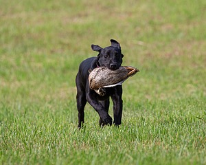 Sneak Carpenter