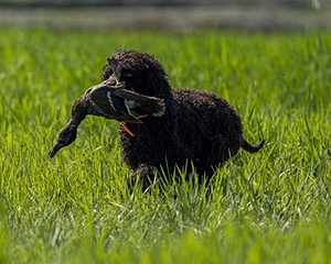 Ghillie Kezer