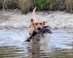 Rooster Johnston
