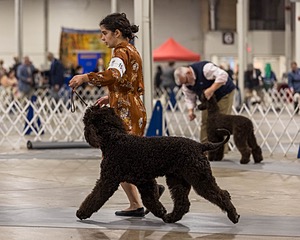 15 - CH POOLE'S IDE DARK KNIGHT (Oscar)