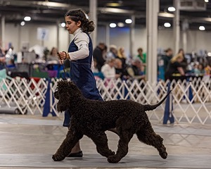 15 - CH POOLE'S IDE DARK KNIGHT (Oscar)