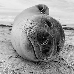 Southern Elephant Seals, Sea Lion Island, The Falklands