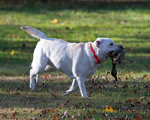 Sophie