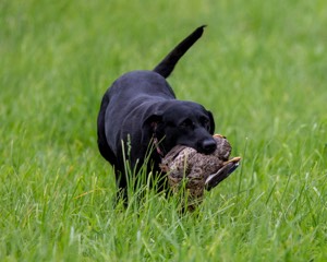 20170603-SHRL-1195.jpg