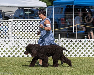 43 - GCH CH Chantico's Shelter From The Storm CD RA MX AXJ MXP2 MJP2 MJPB XF DS (Reef)