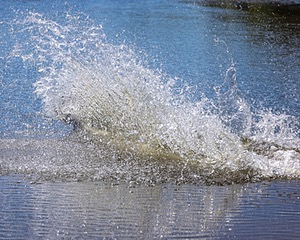 Baker Marsh