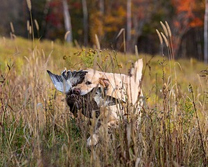 20191013-VetL-0030.jpg