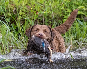 20170603-SHRW-1711.jpg