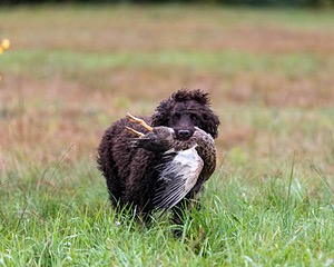 Ghillie Kezer