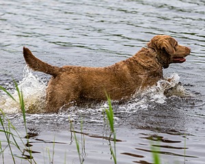 Hunter Law